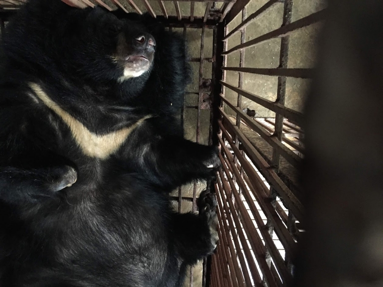 Tương lai không còn gấu bị nuôi nhốt: Hành trình quyết liệt ở chặng cuối